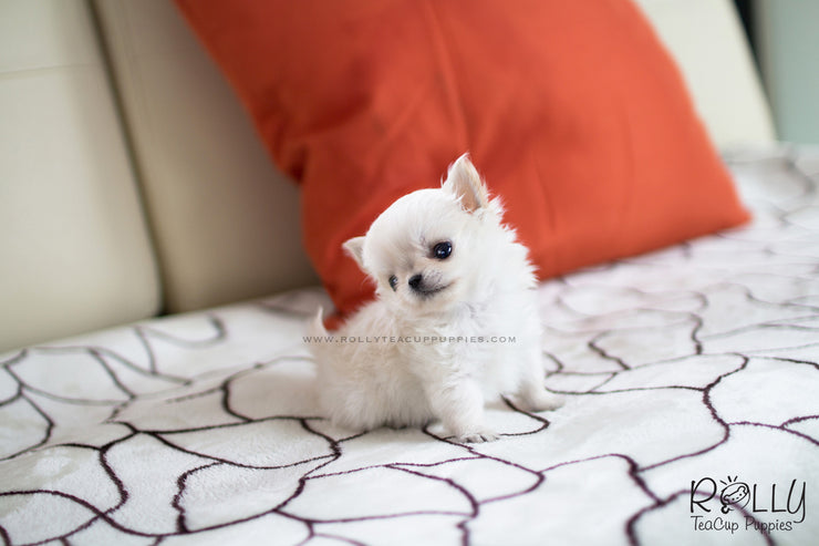 Rolly Teacup Puppies (SOLD to Boles) Nacho - Chihuahua. M.