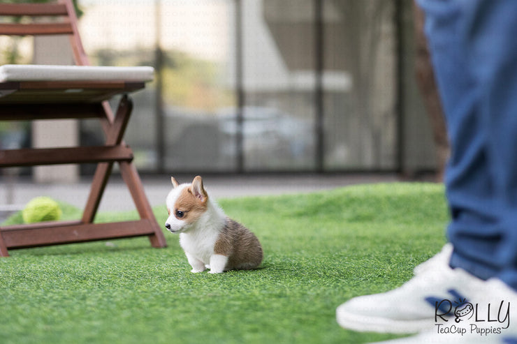 Rolly Teacup Puppies (Purchased by Chu) Nana - Corgi. F.