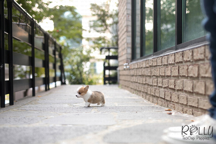 Rolly Teacup Puppies (Purchased by Chu) Nana - Corgi. F.