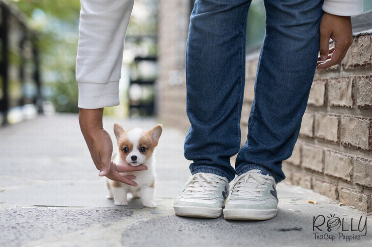 Rolly Teacup Puppies (Purchased by Chu) Nana - Corgi. F.