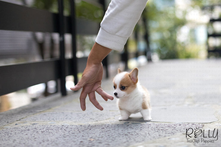 Rolly Teacup Puppies (Purchased by Chu) Nana - Corgi. F.