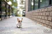 Rolly Teacup Puppies (Purchased by Chu) Nana - Corgi. F.