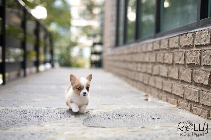 Rolly Teacup Puppies (Purchased by Chu) Nana - Corgi. F.
