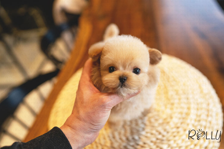 Rolly Teacup Puppies (PURCHASED by Flowers) NATTO - Maltipoo. M.