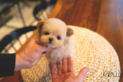Rolly Teacup Puppies (PURCHASED by Flowers) NATTO - Maltipoo. M.