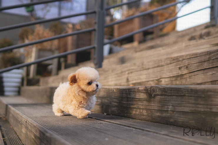 Rolly Teacup Puppies (PURCHASED by Flowers) NATTO - Maltipoo. M.