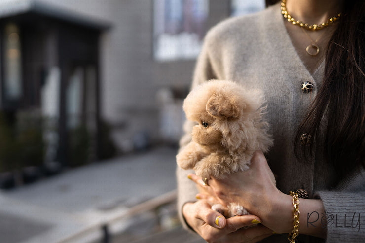 Rolly Teacup Puppies (PURCHASED by Flowers) NATTO - Maltipoo. M.