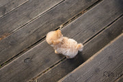 Rolly Teacup Puppies (PURCHASED by Flowers) NATTO - Maltipoo. M.