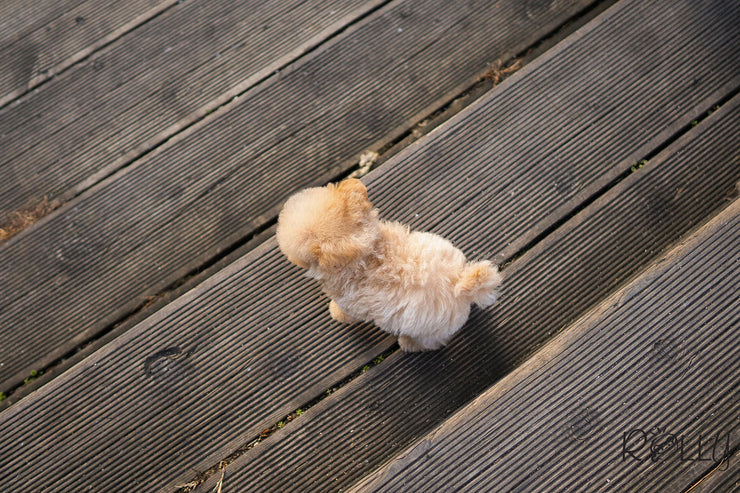 Rolly Teacup Puppies (PURCHASED by Flowers) NATTO - Maltipoo. M.