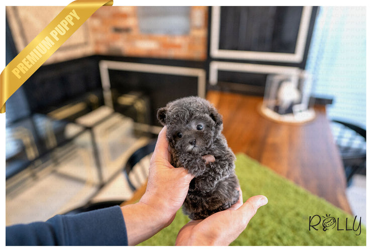 Rolly Teacup Puppies (PURCHASED by Mang) NIKKI - Poodle. F.