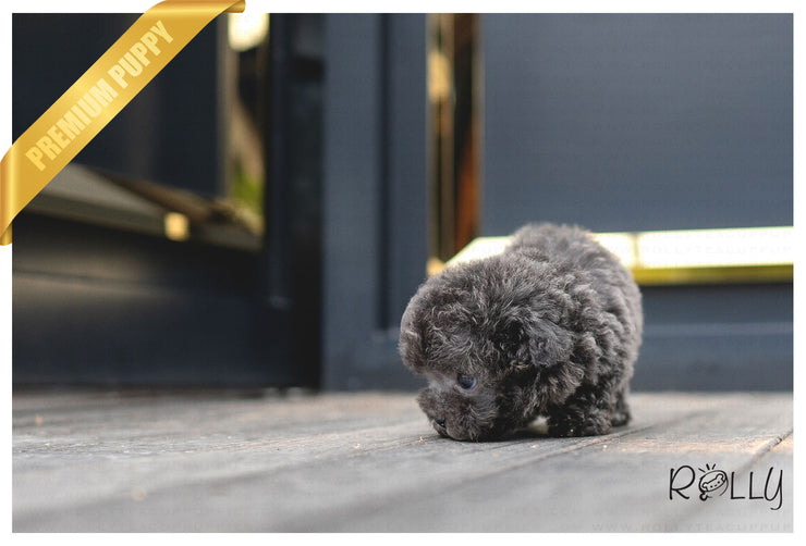 Rolly Teacup Puppies (PURCHASED by Mang) NIKKI - Poodle. F.