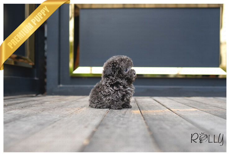 Rolly Teacup Puppies (PURCHASED by Mang) NIKKI - Poodle. F.