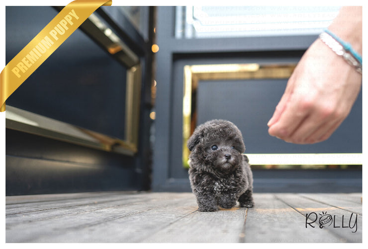 Rolly Teacup Puppies (PURCHASED by Mang) NIKKI - Poodle. F.