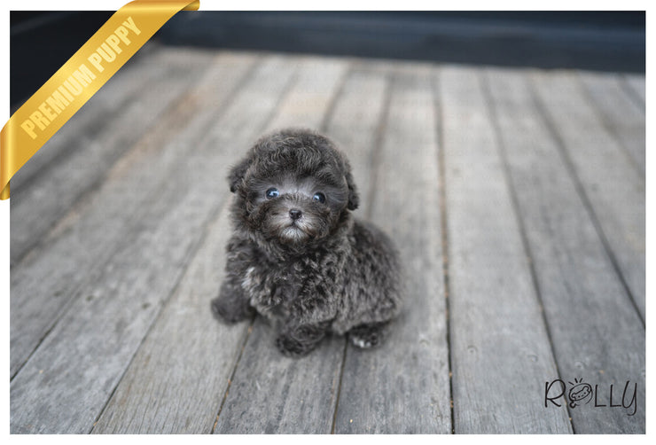 Rolly Teacup Puppies (PURCHASED by Mang) NIKKI - Poodle. F.