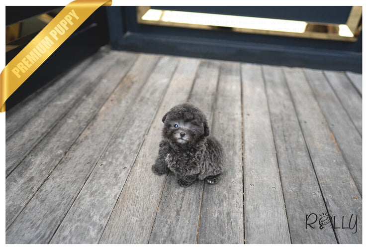 Rolly Teacup Puppies (PURCHASED by Mang) NIKKI - Poodle. F.