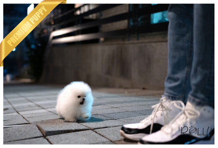 Rolly Teacup Puppies (Purchased by Erich) Nina - Pomeranian. F.