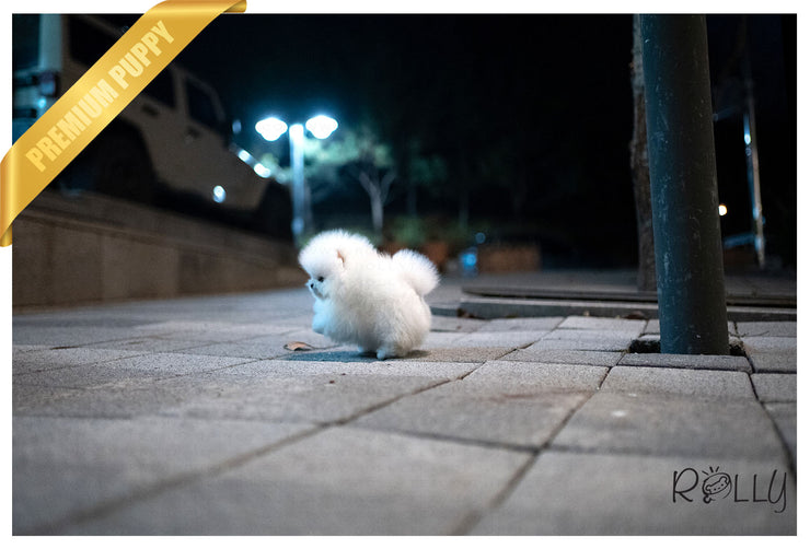 Rolly Teacup Puppies (Purchased by Erich) Nina - Pomeranian. F.