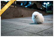 Rolly Teacup Puppies (Purchased by Erich) Nina - Pomeranian. F.