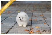 Rolly Teacup Puppies (Purchased by Huff) Noble - Pomeranian. M.