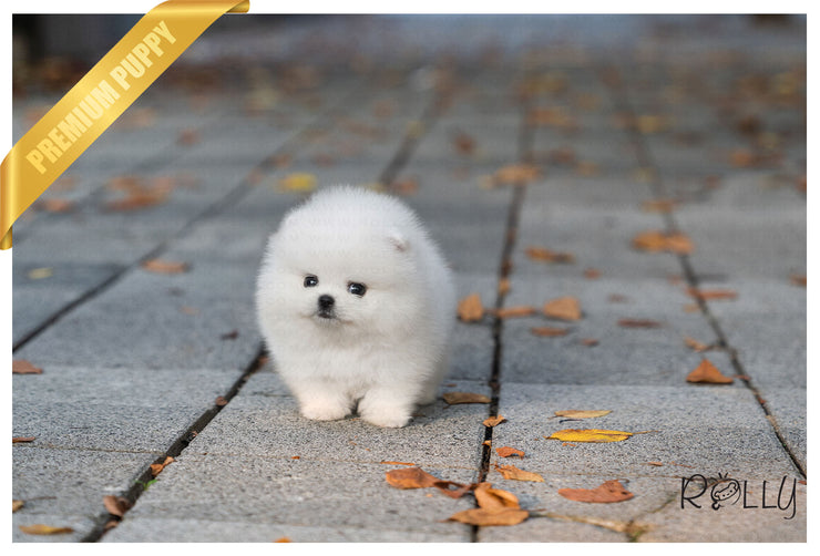 Rolly Teacup Puppies (Purchased by Huff) Noble - Pomeranian. M.