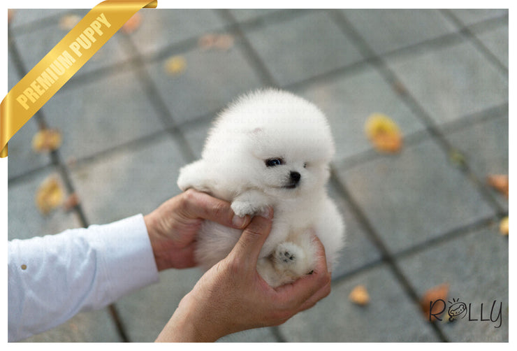 Rolly Teacup Puppies (Purchased by Huff) Noble - Pomeranian. M.