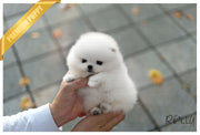 Rolly Teacup Puppies (Purchased by Huff) Noble - Pomeranian. M.