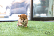 Rolly Teacup Puppies (SOLD to Bellaiche) Sachi - Shiba Inu. M.