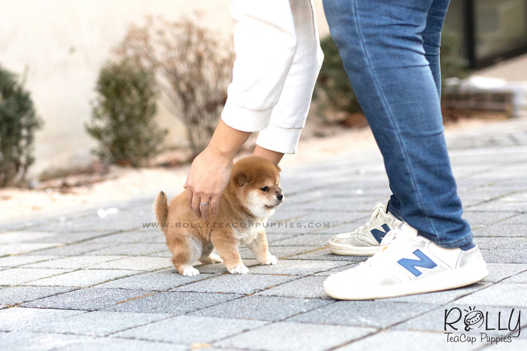 Rolly Teacup Puppies (SOLD to Bellaiche) Sachi - Shiba Inu. M.