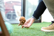 Rolly Teacup Puppies (SOLD to Lobato) Nora - Poodle. F.
