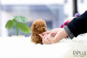Rolly Teacup Puppies (SOLD to Lobato) Nora - Poodle. F.