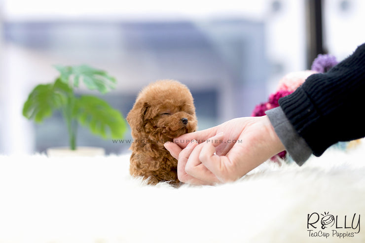 Rolly Teacup Puppies (SOLD to Lobato) Nora - Poodle. F.
