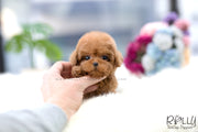 Rolly Teacup Puppies (SOLD to Lobato) Nora - Poodle. F.