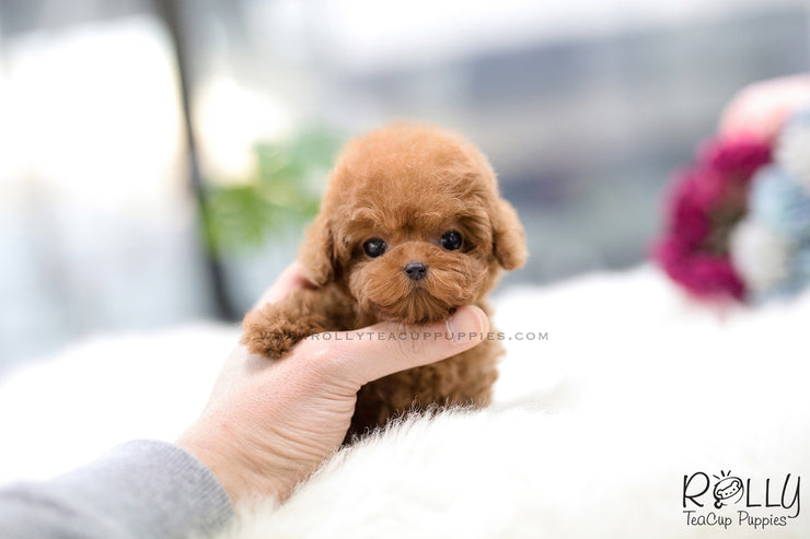 Rolly Teacup Puppies (SOLD to Lobato) Nora - Poodle. F.