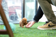 Rolly Teacup Puppies (SOLD to Lobato) Nora - Poodle. F.