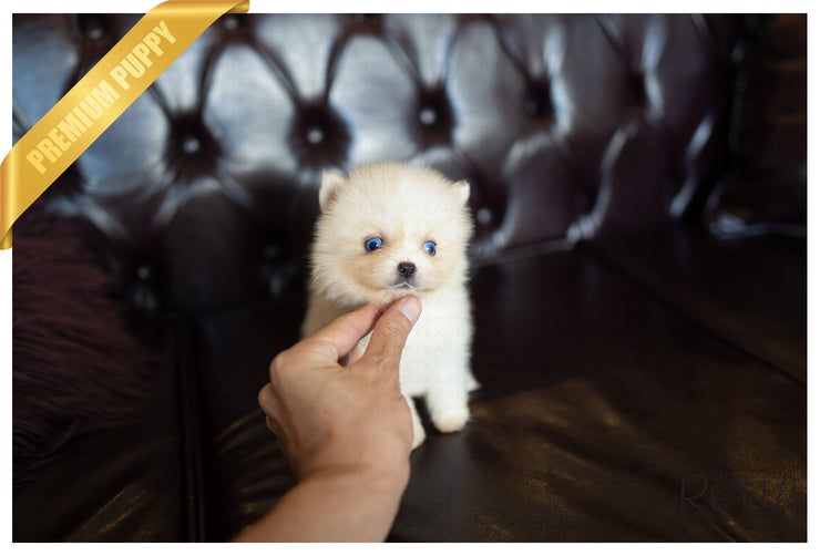 Rolly Teacup Puppies (PURCHASED by Aguilar) NOVA - Pomsky. F.