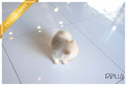 Rolly Teacup Puppies (PURCHASED by Aguilar) NOVA - Pomsky. F.