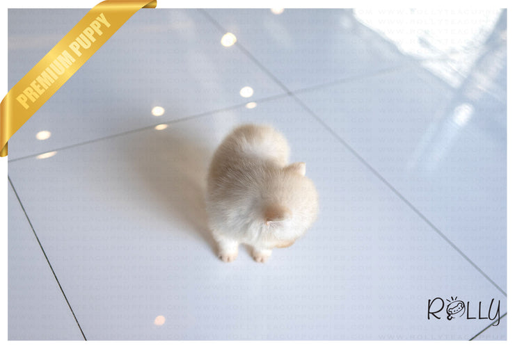 Rolly Teacup Puppies (PURCHASED by Aguilar) NOVA - Pomsky. F.