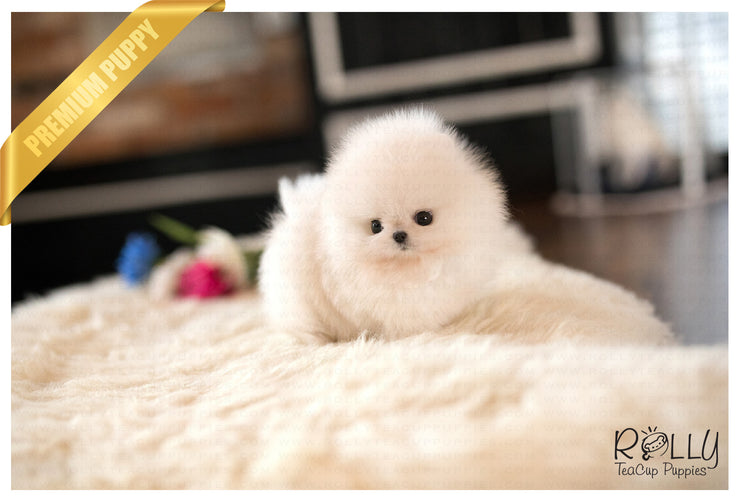 Rolly Teacup Puppies (Purchased by Washington) Nugget - Pomeranian. M.