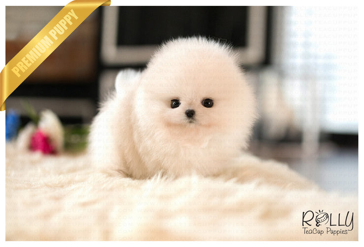 Rolly Teacup Puppies (Purchased by Washington) Nugget - Pomeranian. M.