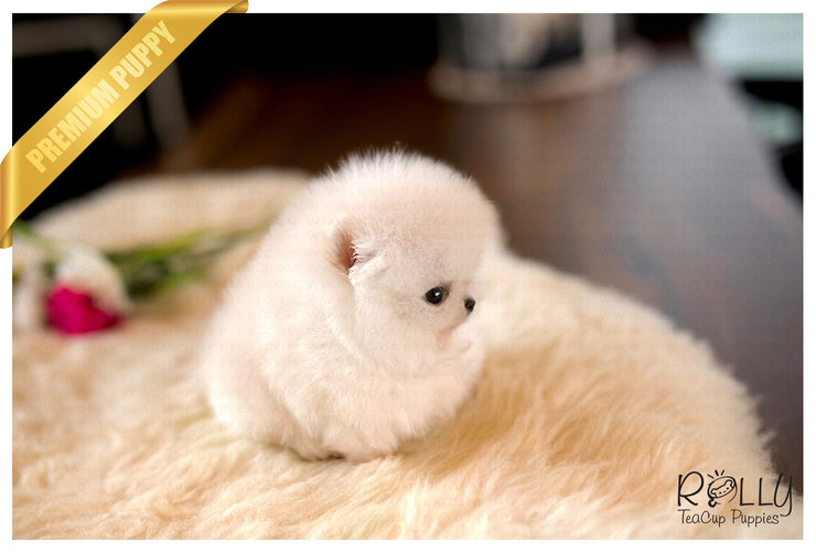 Rolly Teacup Puppies (Purchased by Washington) Nugget - Pomeranian. M.