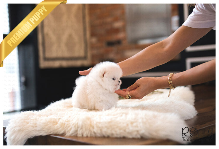 Rolly Teacup Puppies (Purchased by Washington) Nugget - Pomeranian. M.