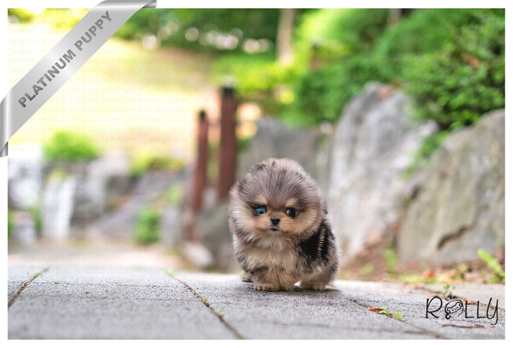 Rolly Teacup Puppies (PURCHASED by Arias) OCEAN - Pomeranian. M.