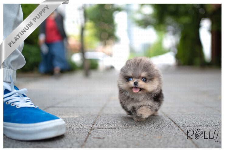 Rolly Teacup Puppies (PURCHASED by Arias) OCEAN - Pomeranian. M.