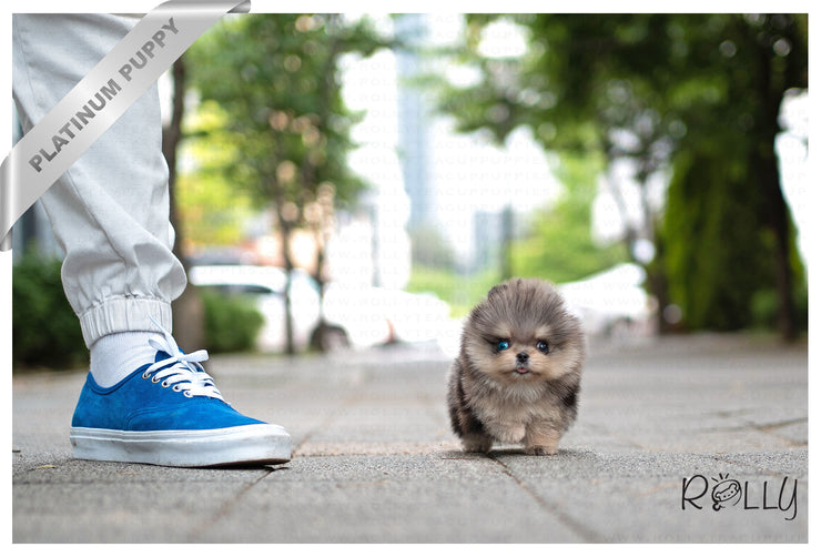 Rolly Teacup Puppies (PURCHASED by Arias) OCEAN - Pomeranian. M.