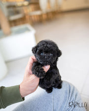 Rolly Teacup Puppies ONYX - MALE (PURCHASED by DENTON).