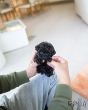 Rolly Teacup Puppies ONYX - MALE (PURCHASED by DENTON).