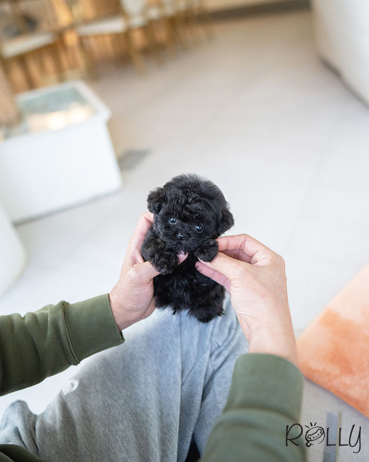 Rolly Teacup Puppies ONYX - MALE (PURCHASED by DENTON).