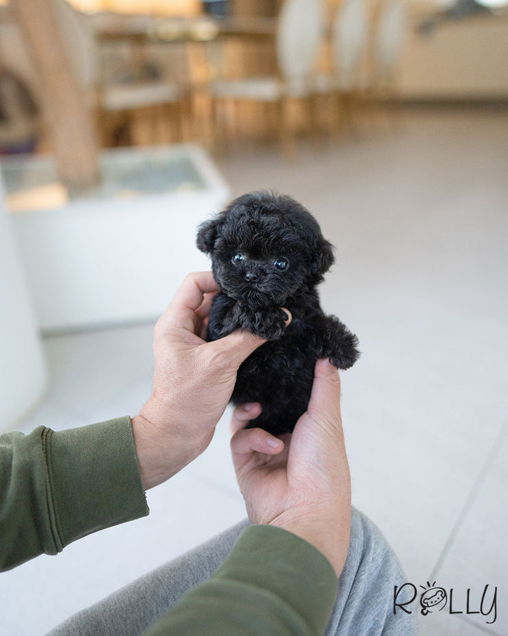 Rolly Teacup Puppies ONYX - MALE (PURCHASED by DENTON).