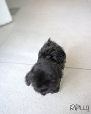 Rolly Teacup Puppies ONYX - MALE (PURCHASED by DENTON).