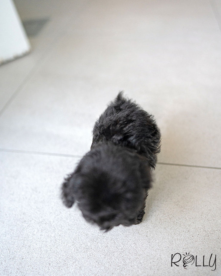 Rolly Teacup Puppies ONYX - MALE (PURCHASED by DENTON).